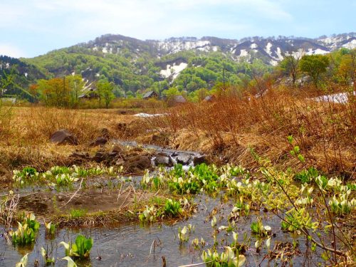 早春の菖蒲高原。水芭蕉と新緑、残雪のコンラストが美しい！